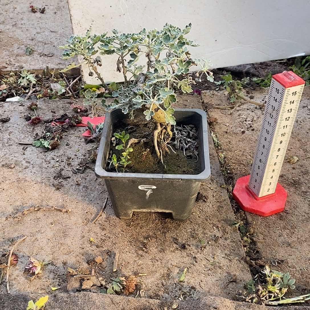 路***过完全开放盆景菊花