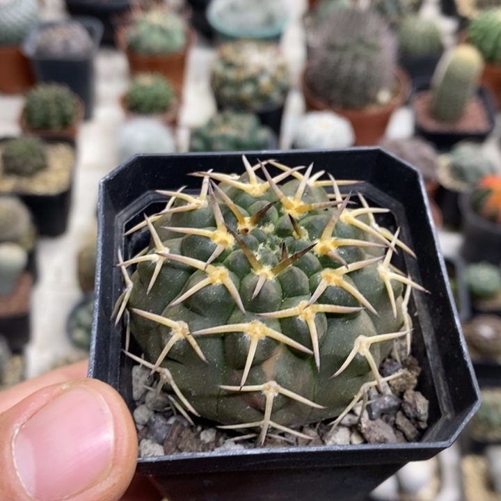 实生守殿玉特价福利