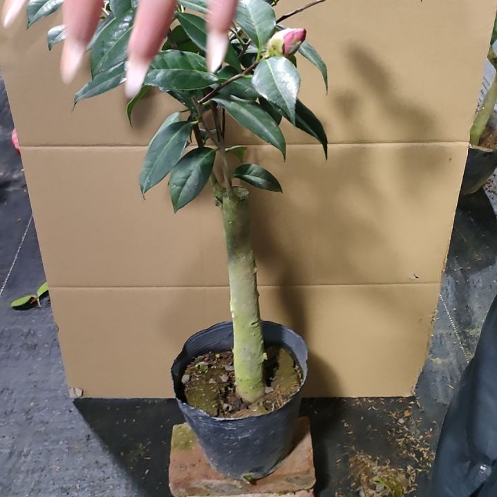 220豪斯，原盆原土发货