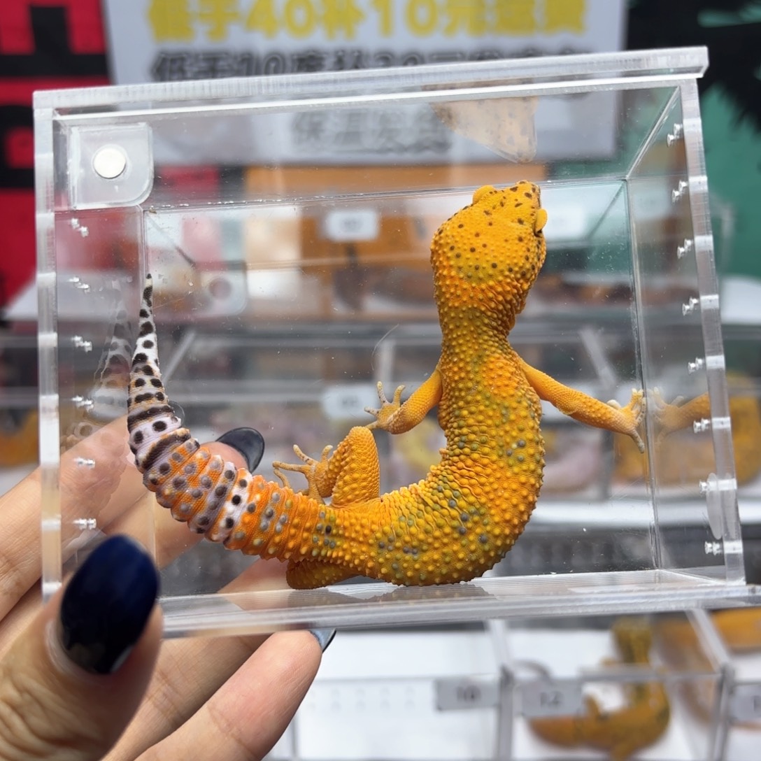 豹纹守宫翡翠妹妹W14