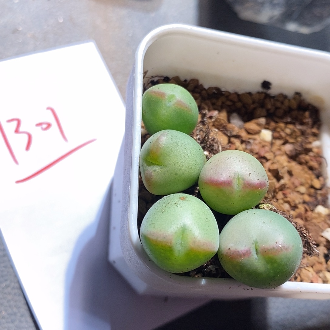 1301。       一颗桃割娘杂交。 