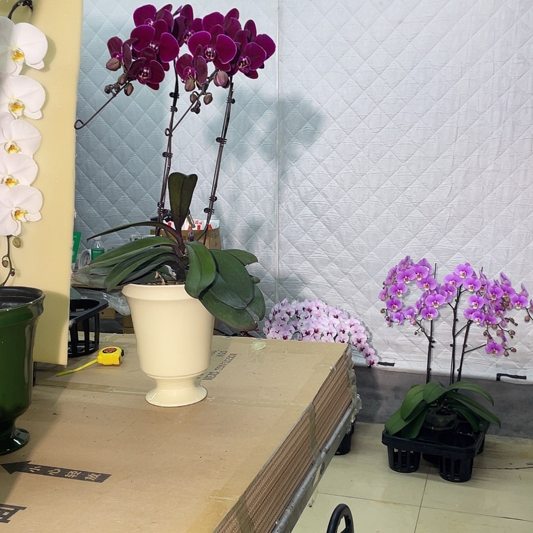 无花朵双牛记不含盆