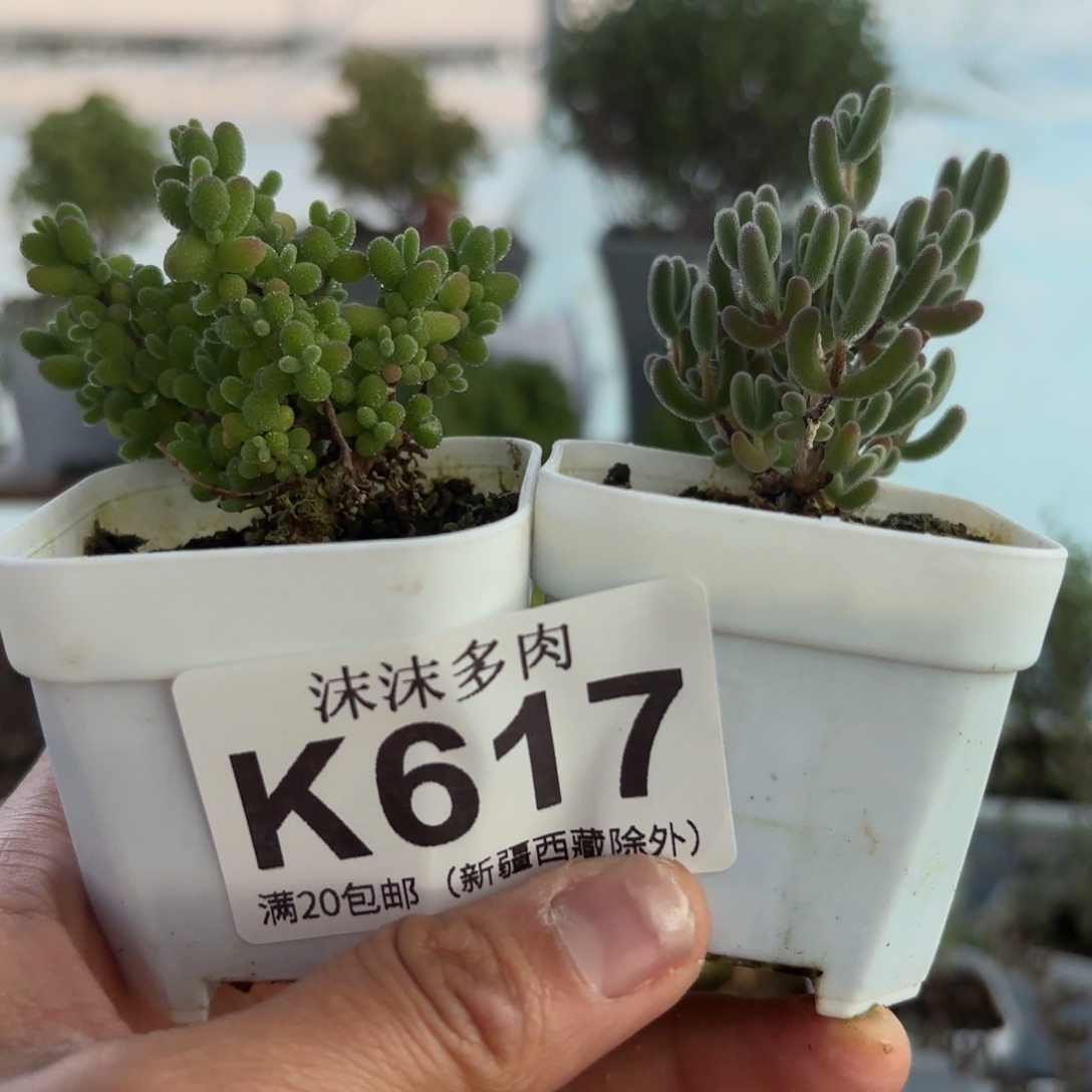 617蜜橘和实生红叶x