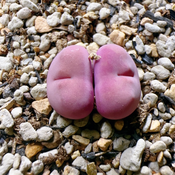 【烯焕】独家杂交系列“粉红女孩” 磨砂质感 多肉植物