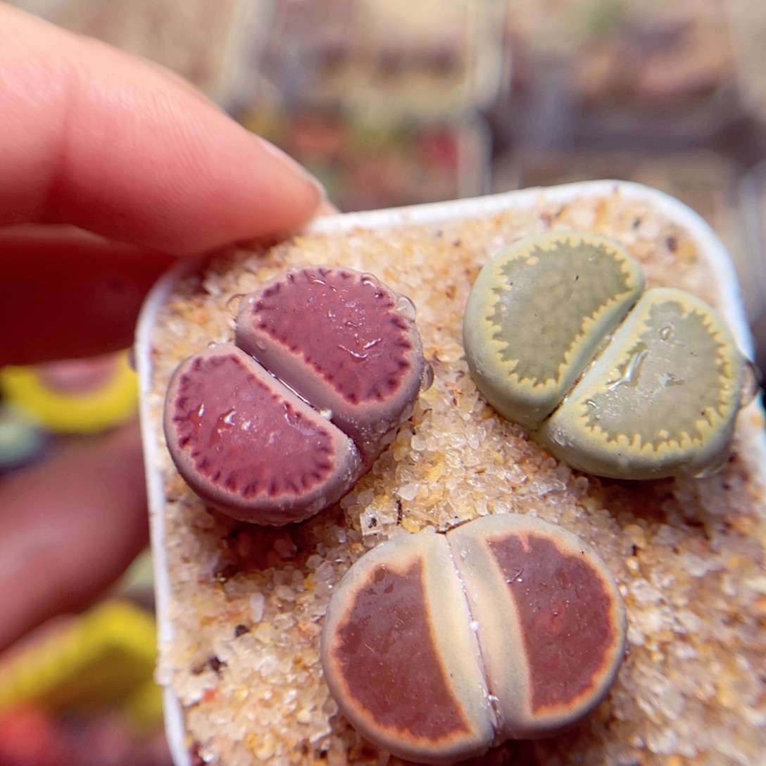 212号带盆包邮发货