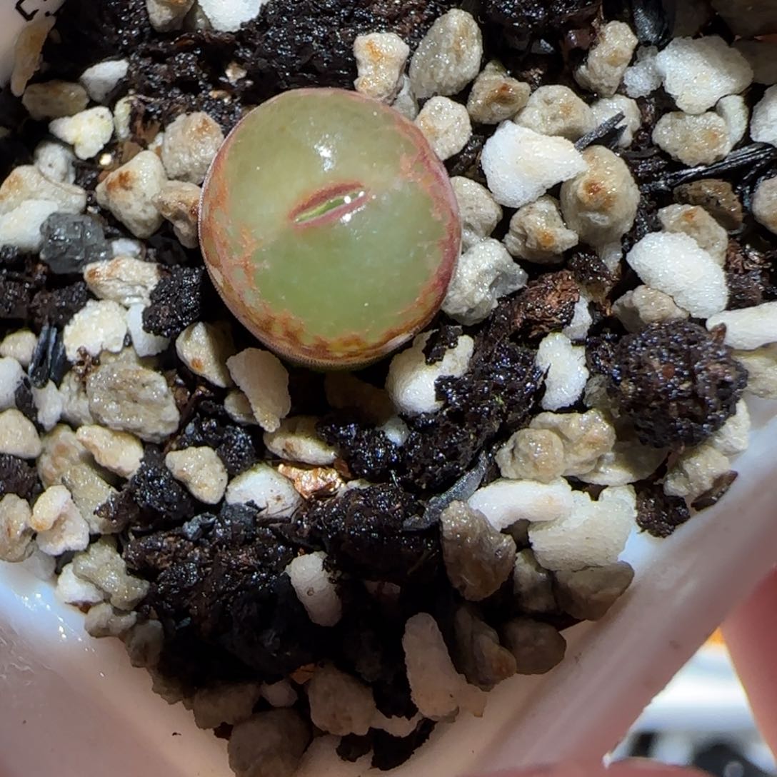 肉锥多肉植物百科-安格63