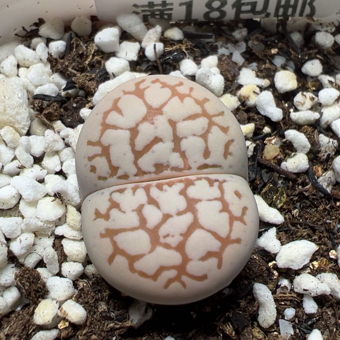 【闪购商品】 1100。         