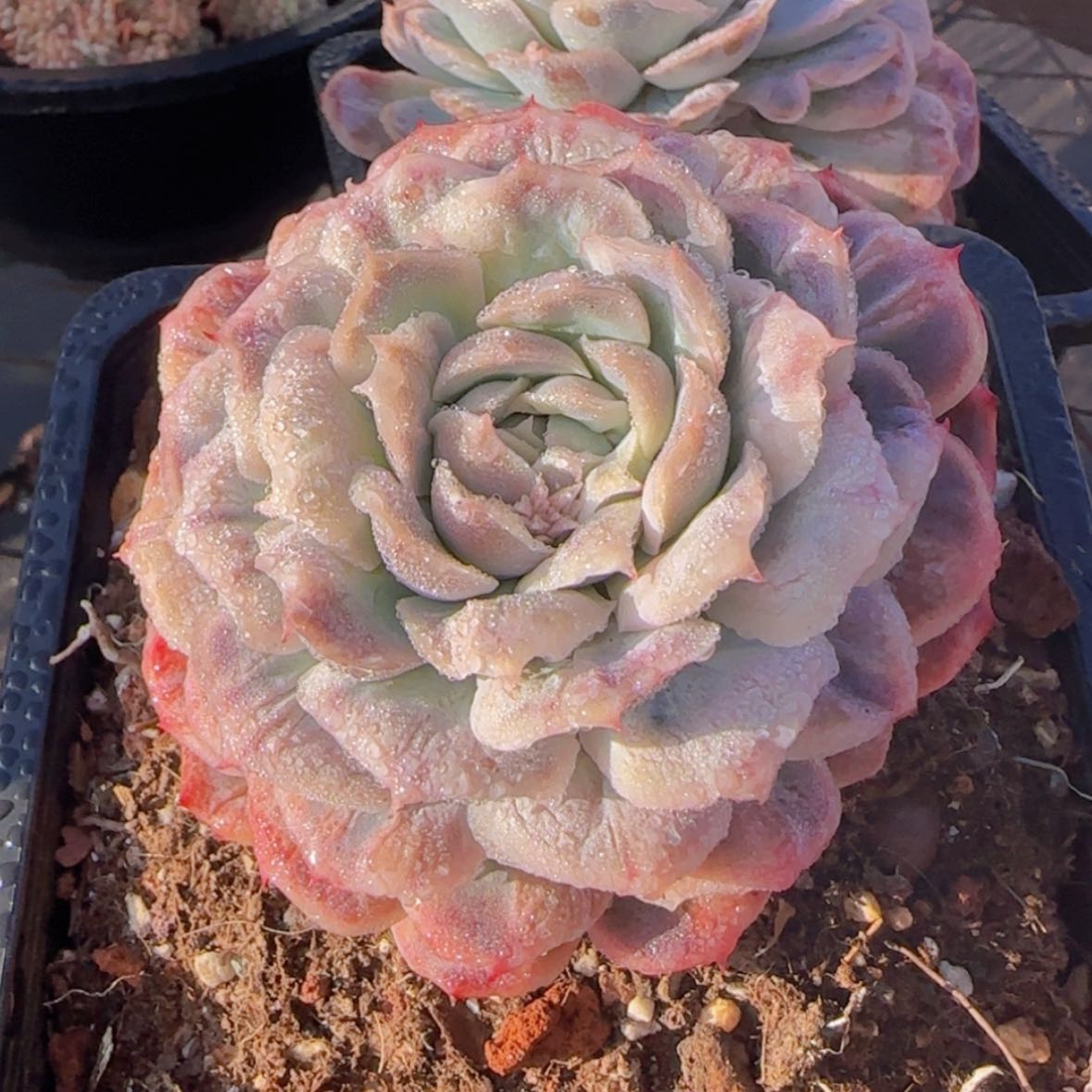 【闪购商品】泡泡纱裙19.9