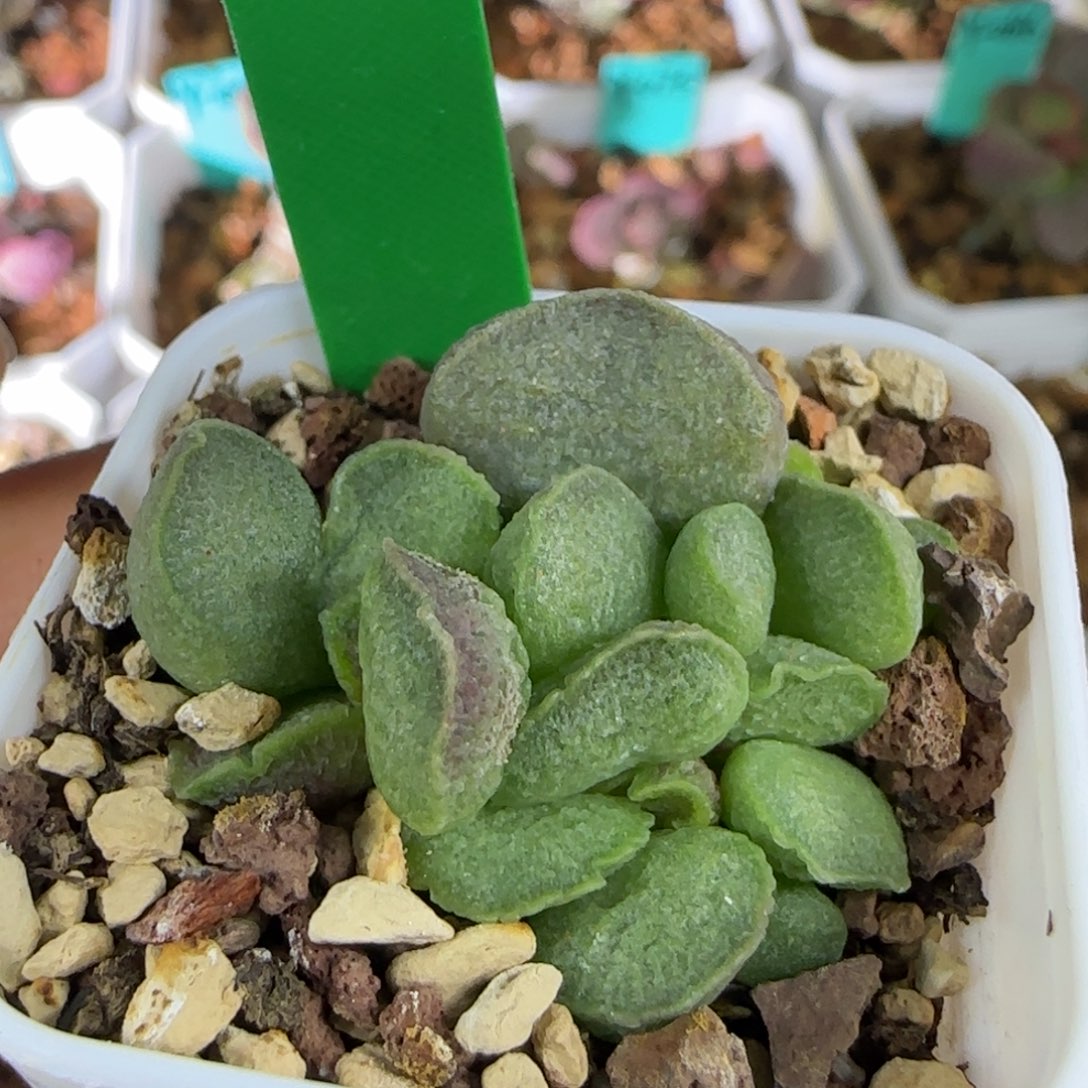 编号372底叶插，四方盆发