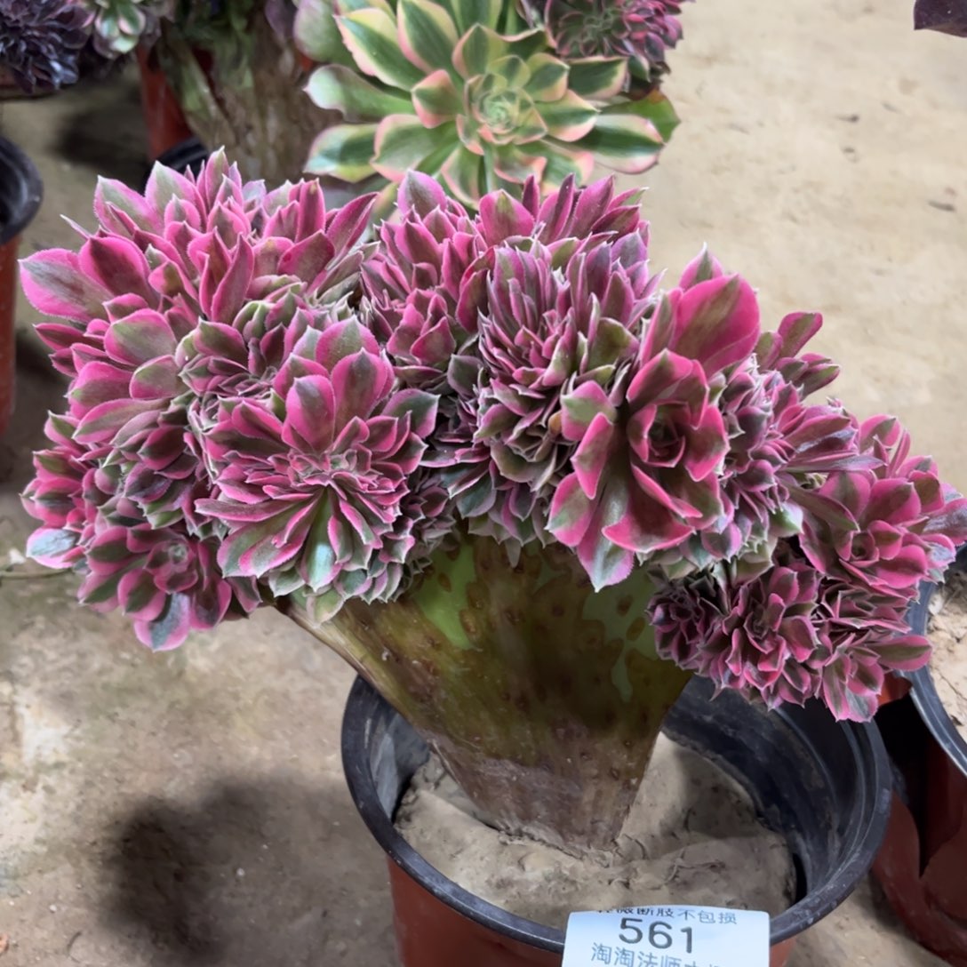 561粉女巫缀化多肉植物法师