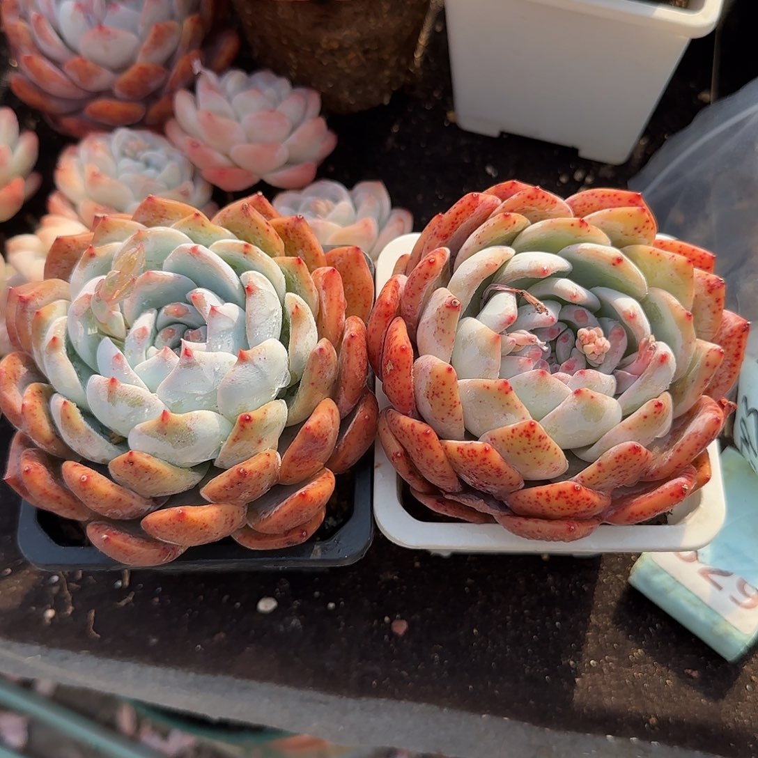 红血橙包子两颗一物一拍