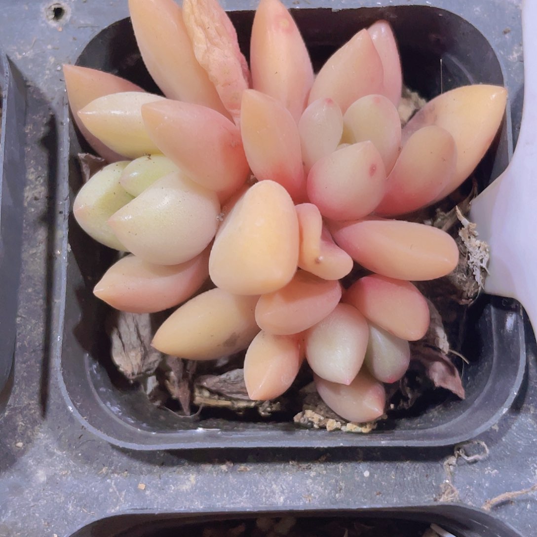 桃花源e088一物一拍