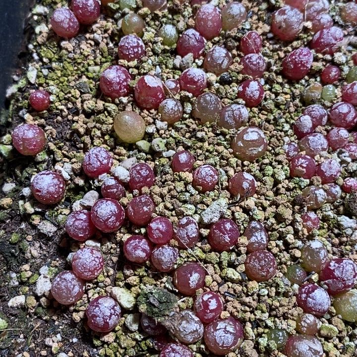 单头灯泡一颗 0.7厘米
