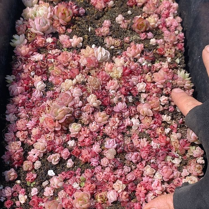 124 多肉植物盆栽花卉植物