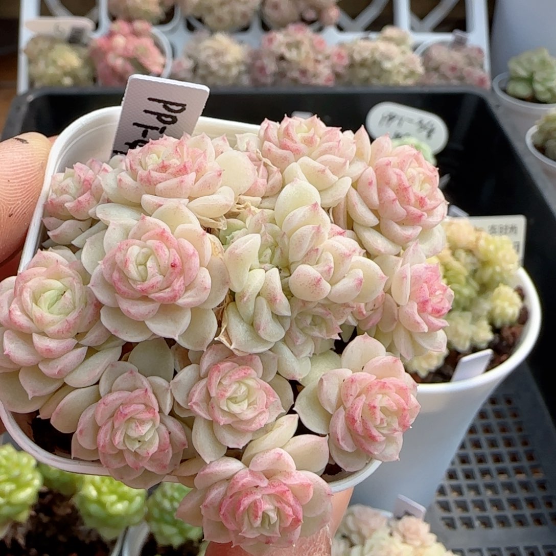 【闪购商品】0205-55（ppt-47）