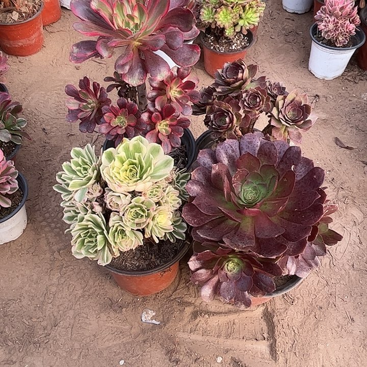 230多肉植物组合，