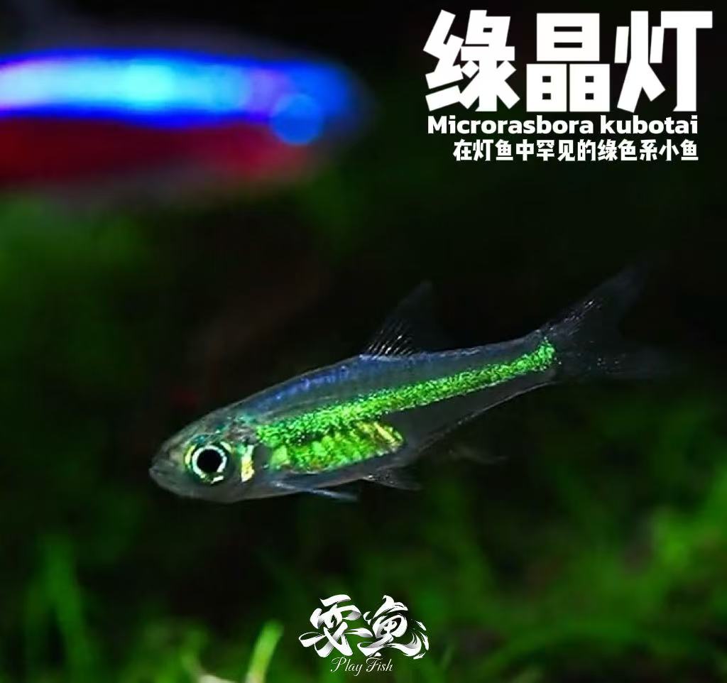 绿晶灯鱼绿色色系小鱼