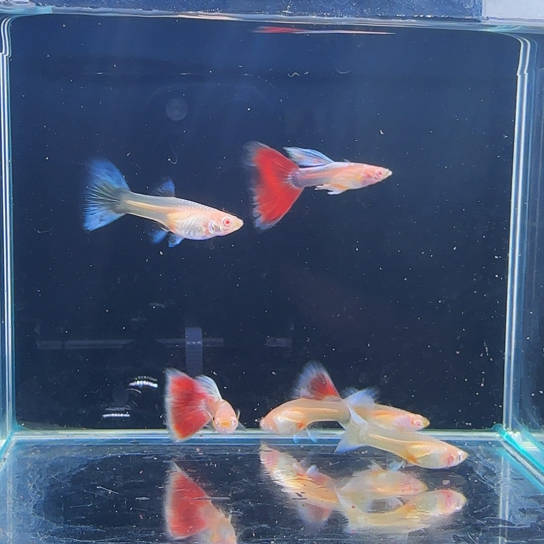 孔雀鱼火烧云蓝白飞船3对