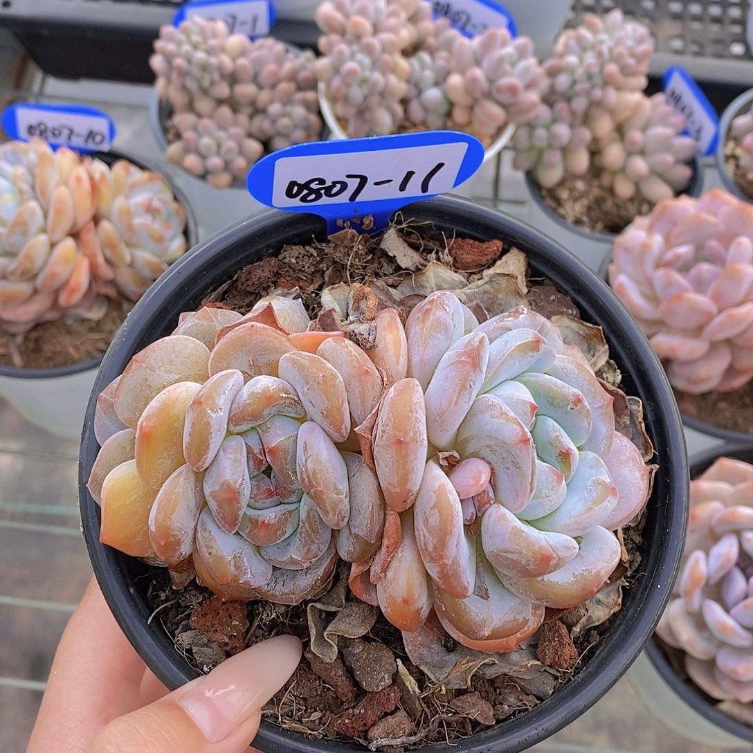 0807-11-群星影福利一颗一物一拍