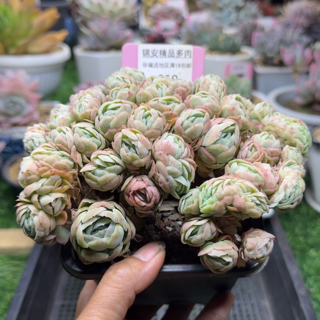 锦安精品多肉植物219