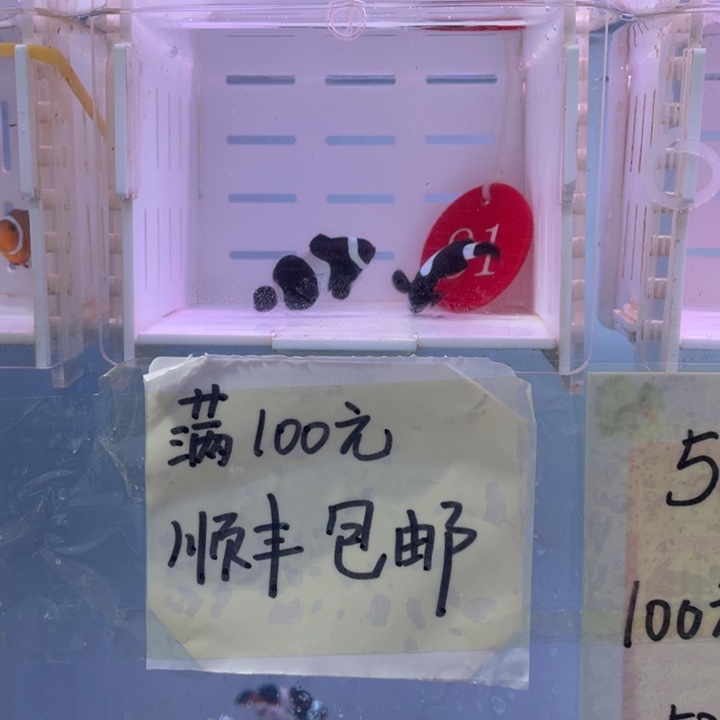 海水鱼2黑奥黑1短文3厘米