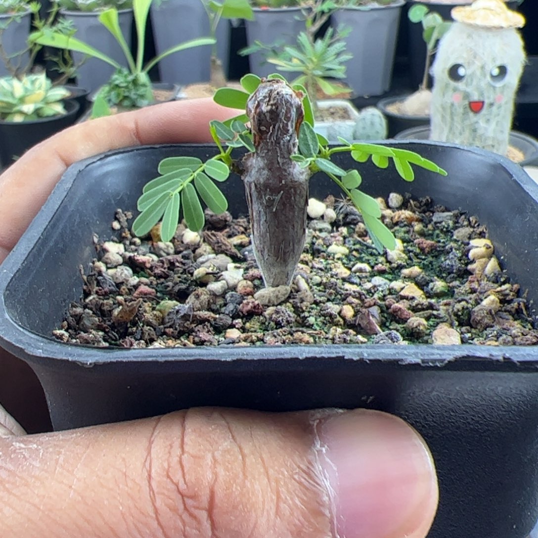小苏木实生一物一拍带盆发