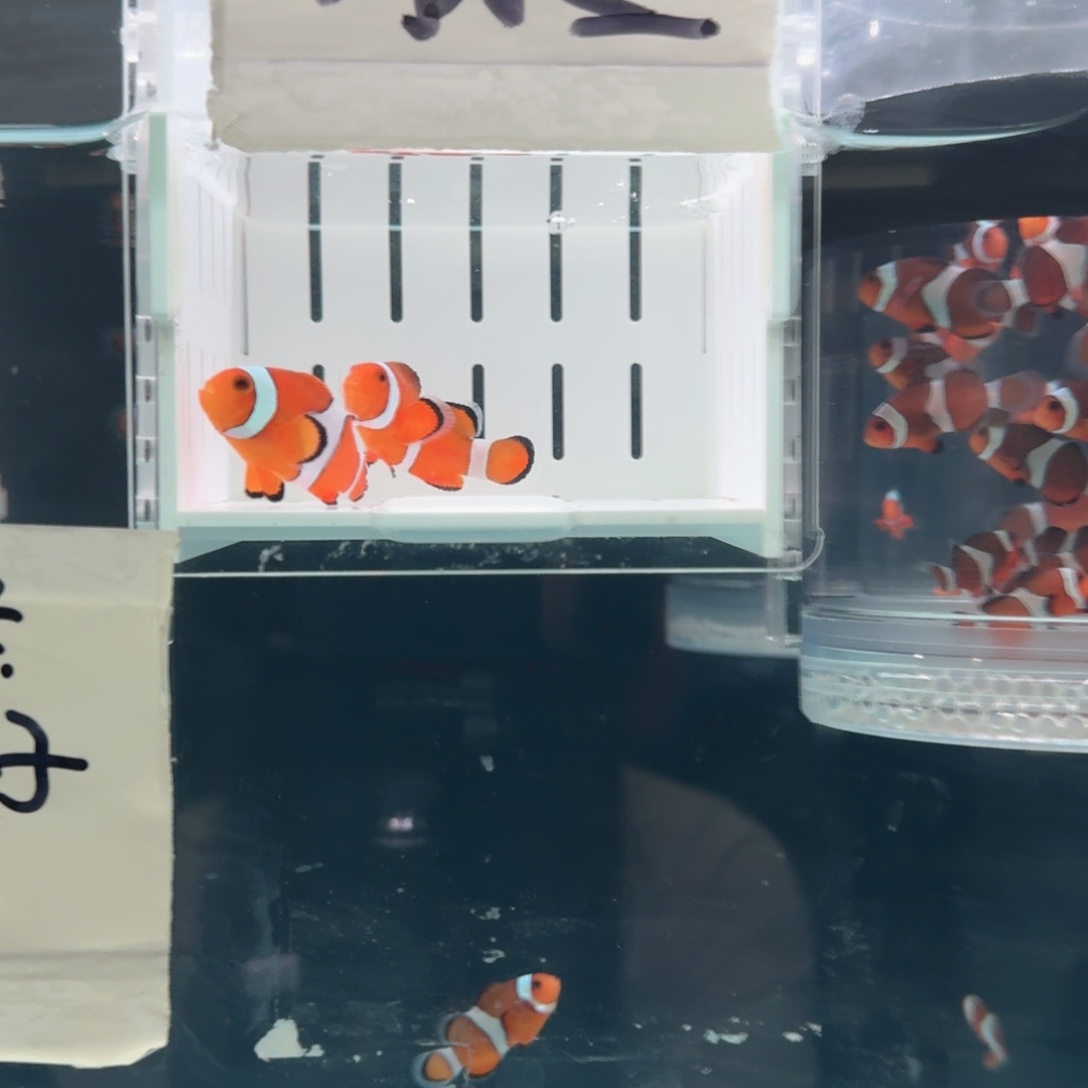 海水鱼4.5+精品黑边公子一对