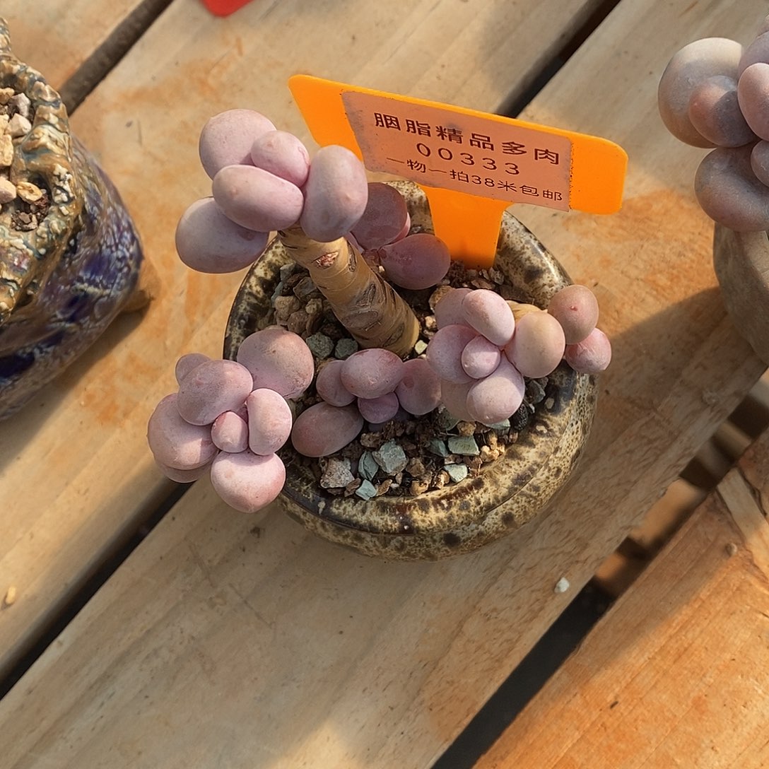 333太无趣去了咯哦哦哦哦