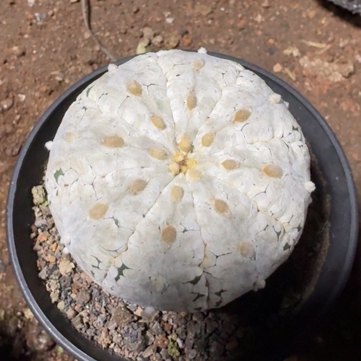 当前无花栽培后可以开花超浓白星兜实生