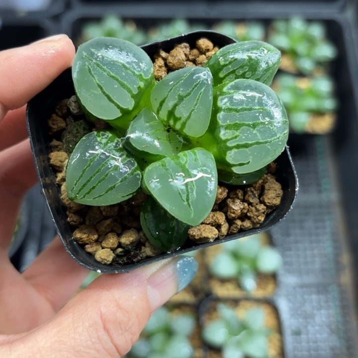 亮窗翠虎寿多肉植物