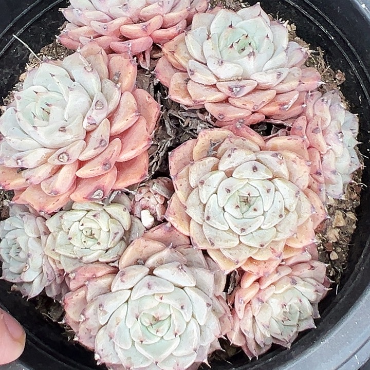     沙罗姬牡丹。      