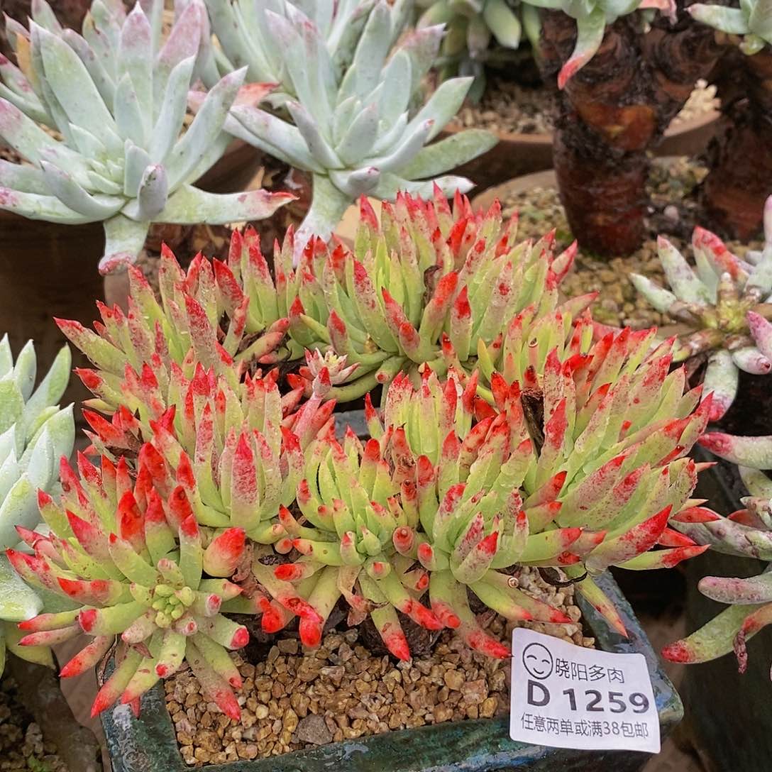 【闪购商品】哈哈哈哈维思辛达多肉1259
