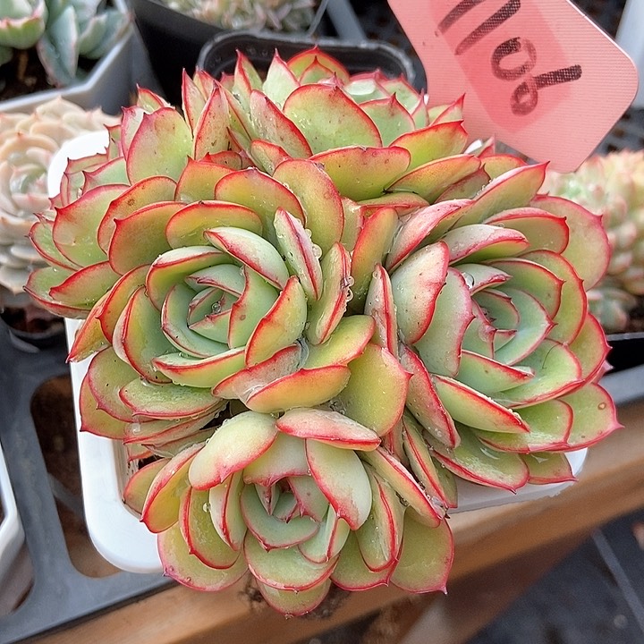 多肉植物牡丹亭7106