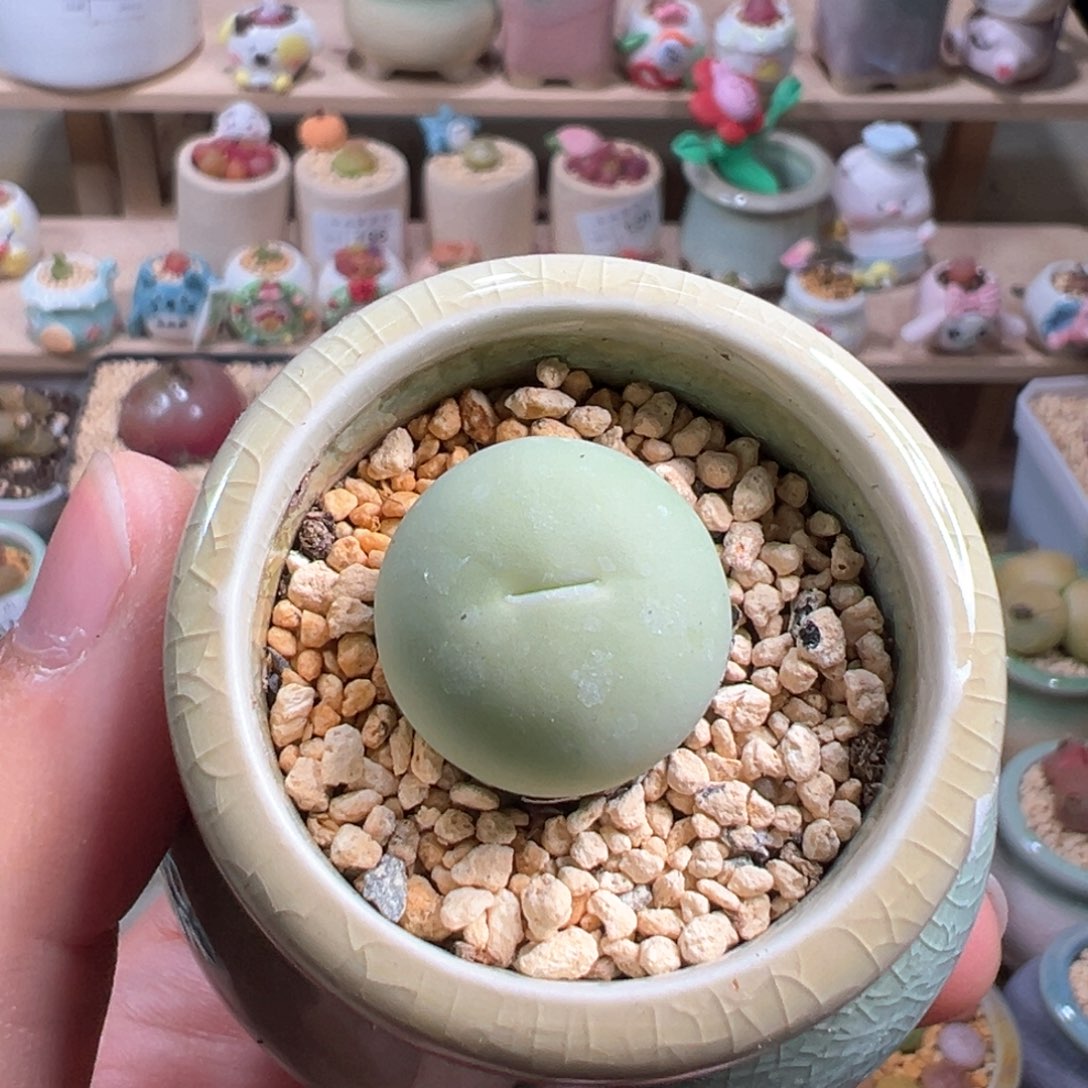 多肉植物223号鸽子蛋