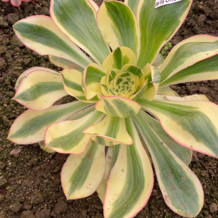 哈***嘿658艳资多肉12344678多肉