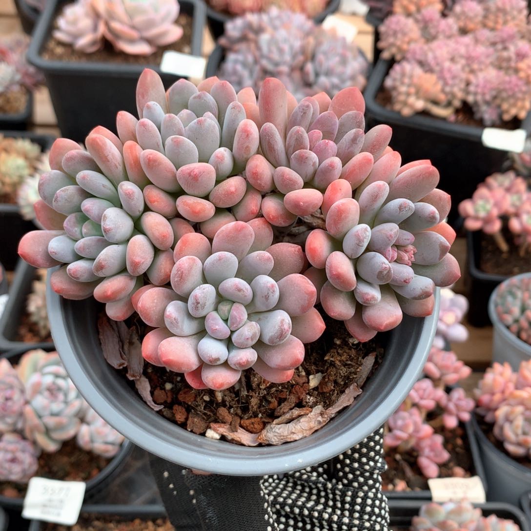 13厘米五头灯美人3397