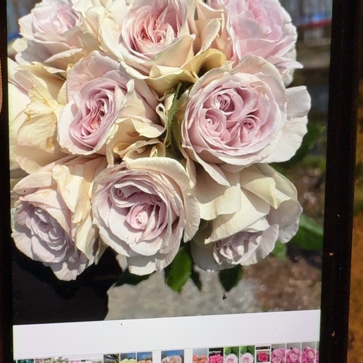 无花朵神秘时间一加