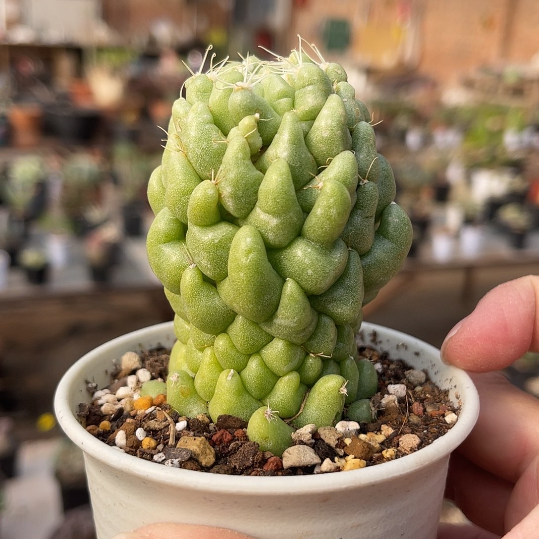 杨贵妃一物一拍的