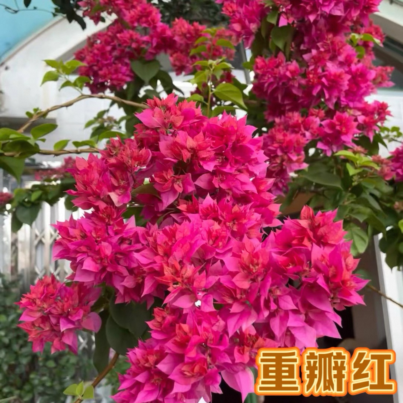 【重瓣红】三角梅四季开花勤花爬藤植物阳台庭院绿植花卉观赏