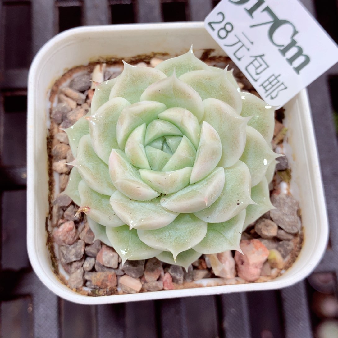 5厘米盆精控多肉917