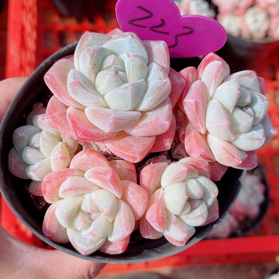 223号小老桩冰玉群