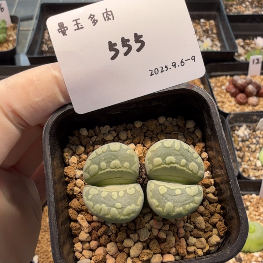 多肉多肉多肉9-555