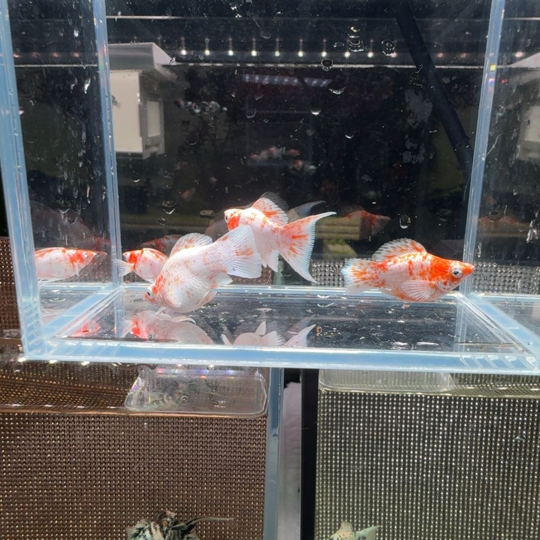 黑玛丽鱼樱花对鱼