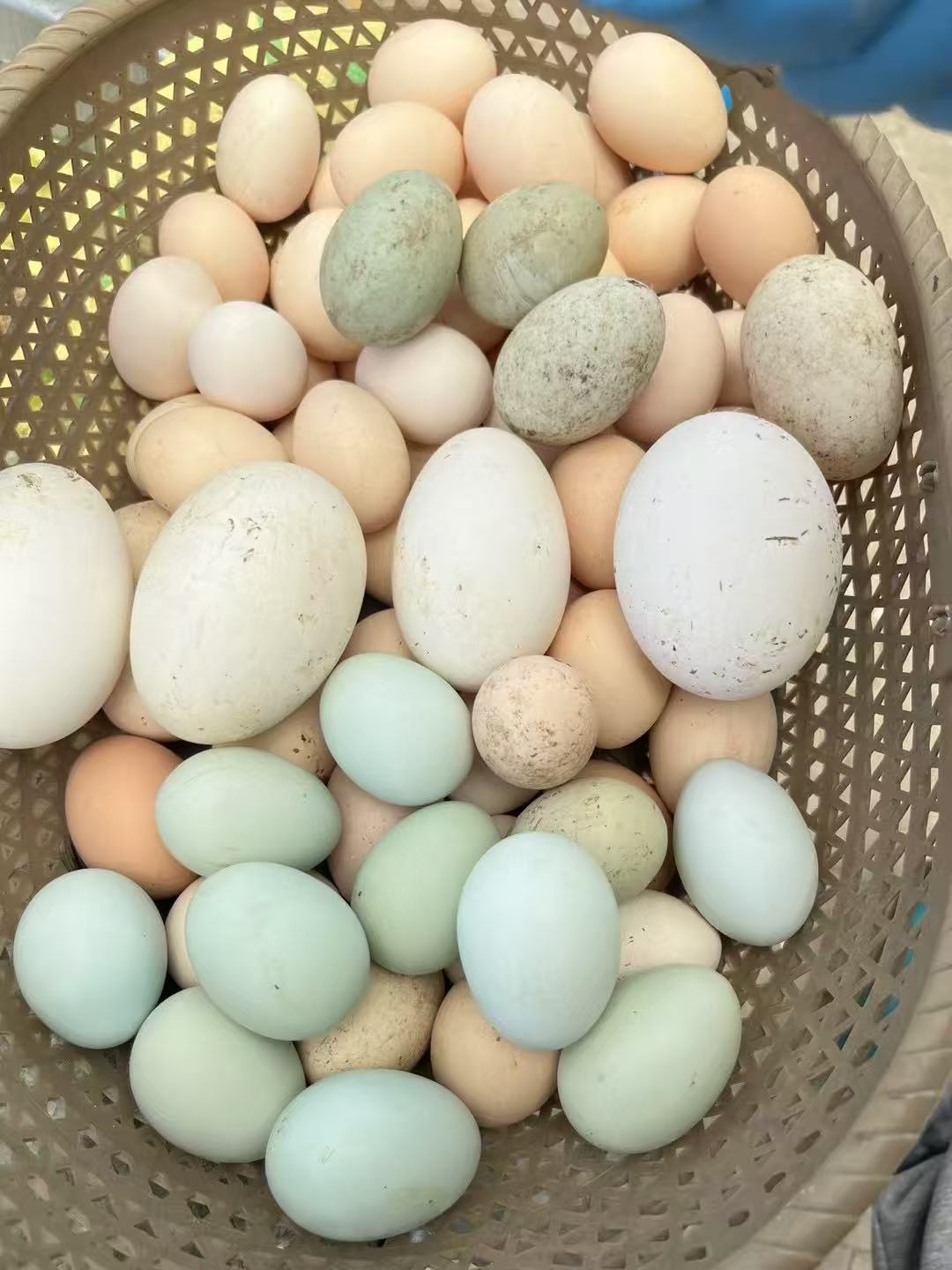 精品鹊山鸡蛋农家散养土鸡蛋当天产蛋当天发货