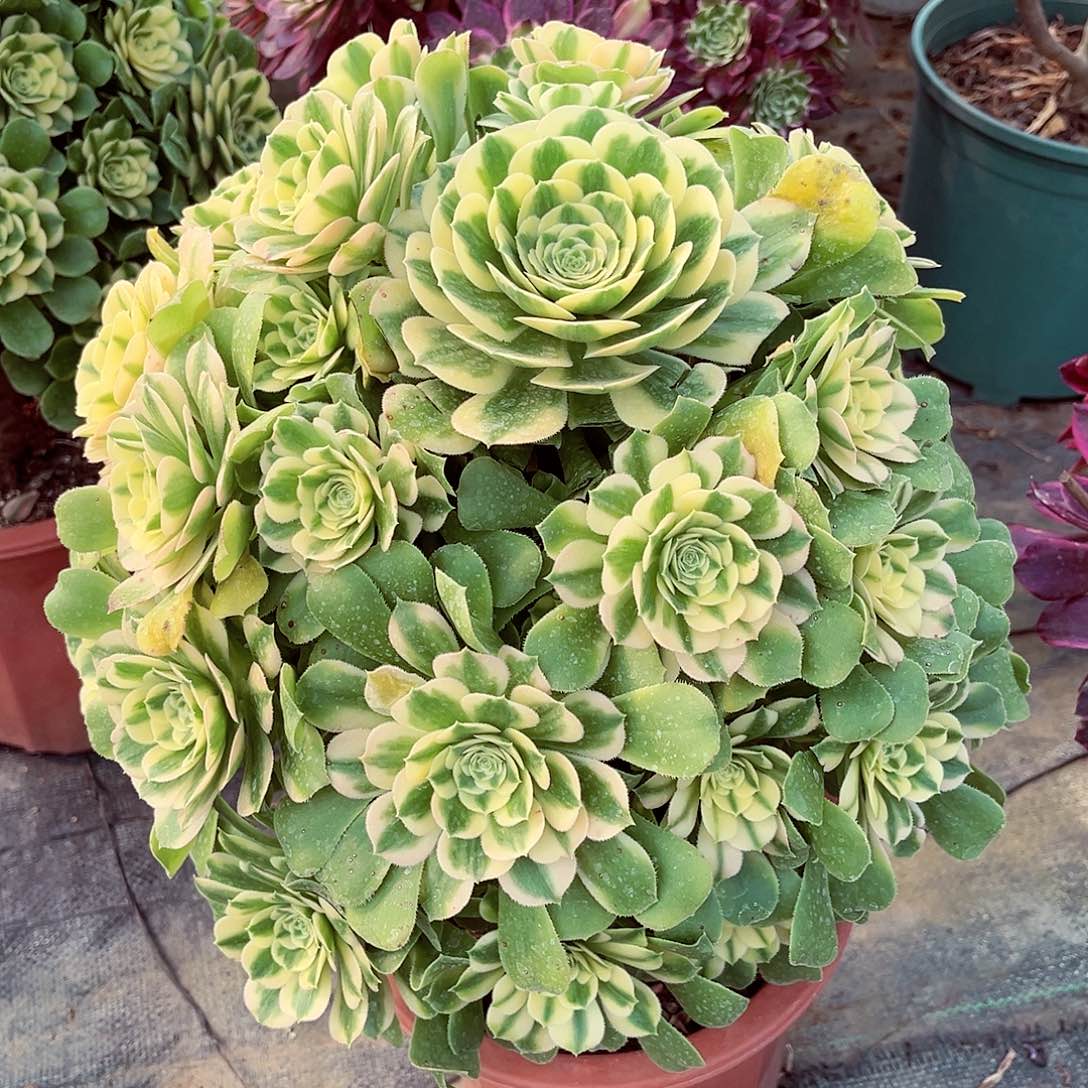 法师多肉植物f s