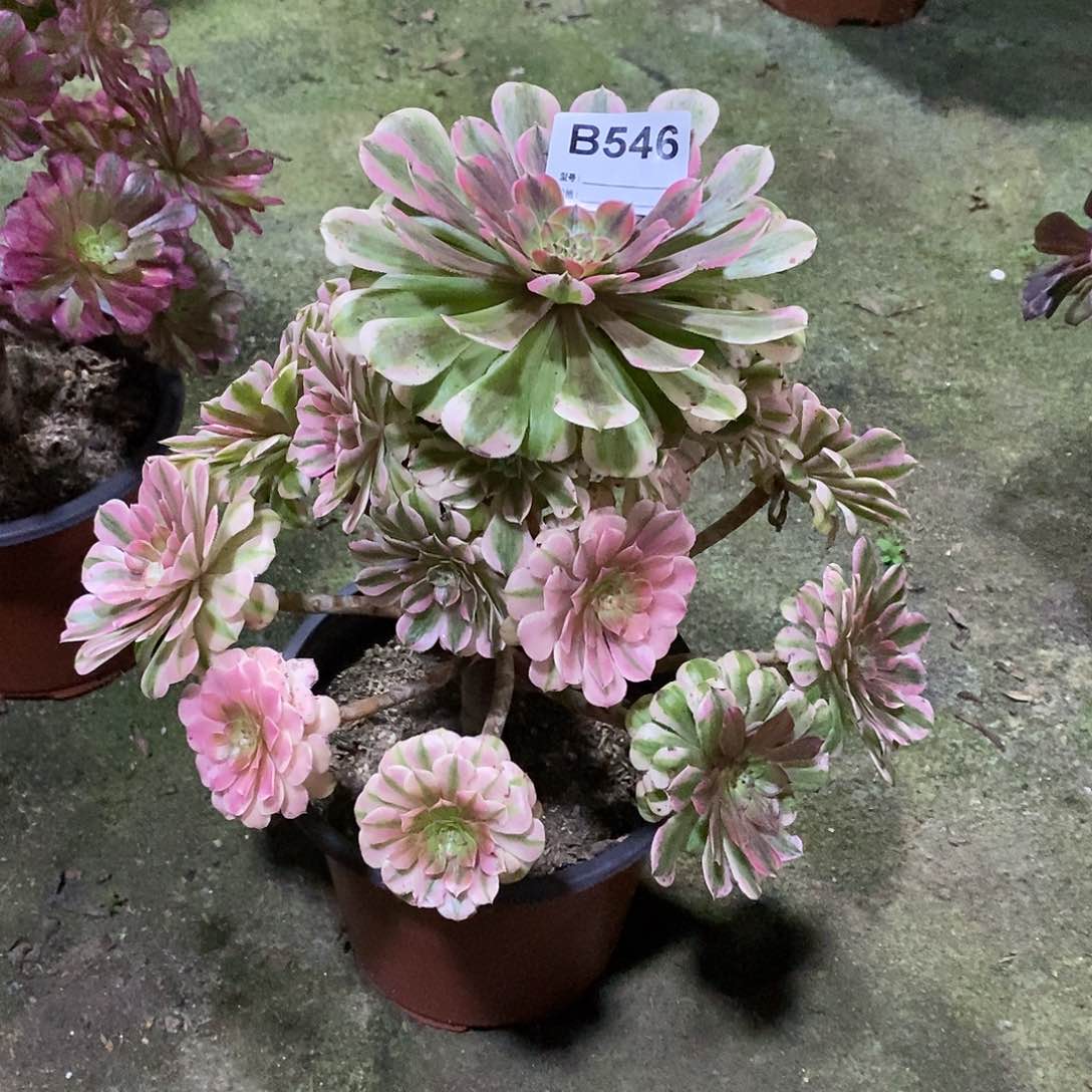 祝融多肉植物546