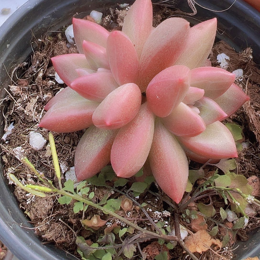 双头迷雾泡泡19包邮多肉