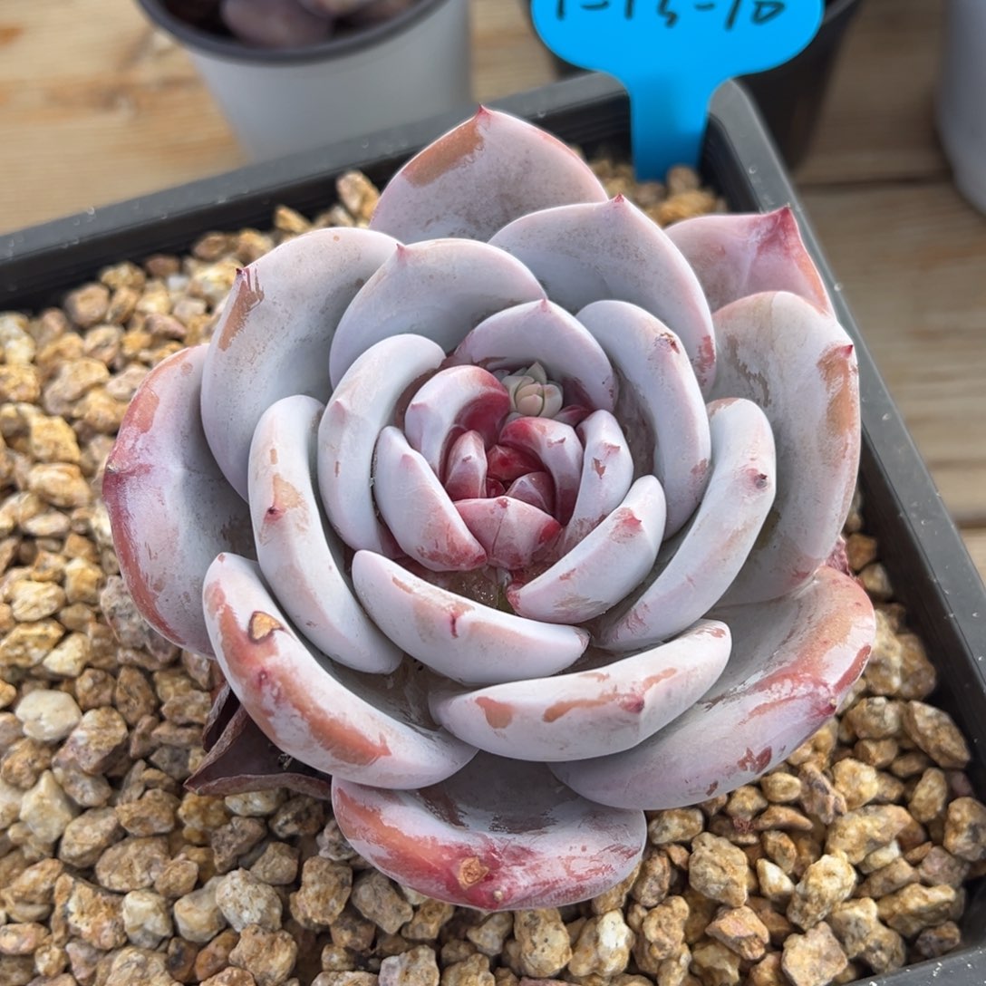 1-13-10糖心雪天使多肉植物