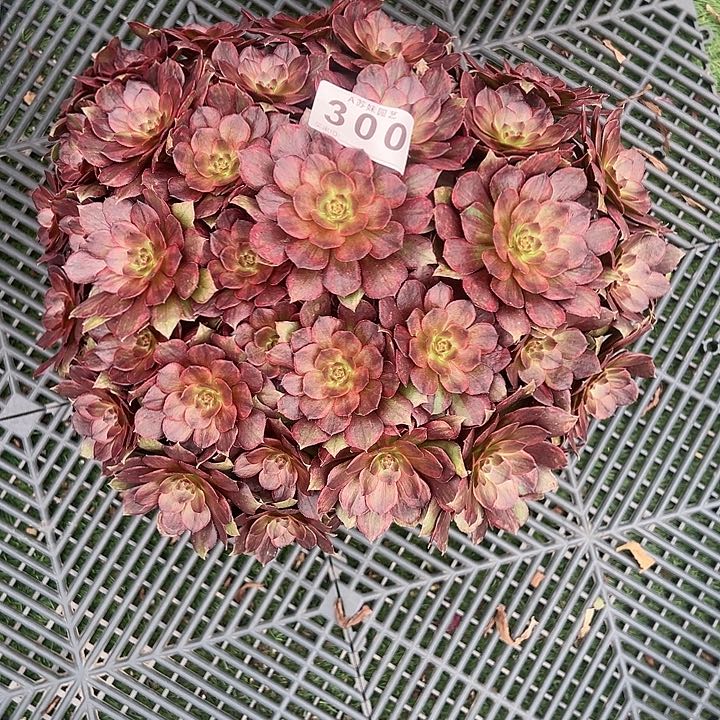 300红丝绒多肉植物