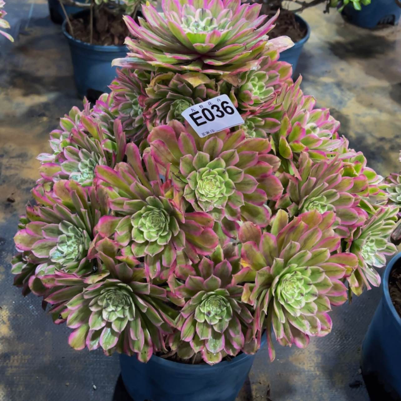 【闪购商品】03600